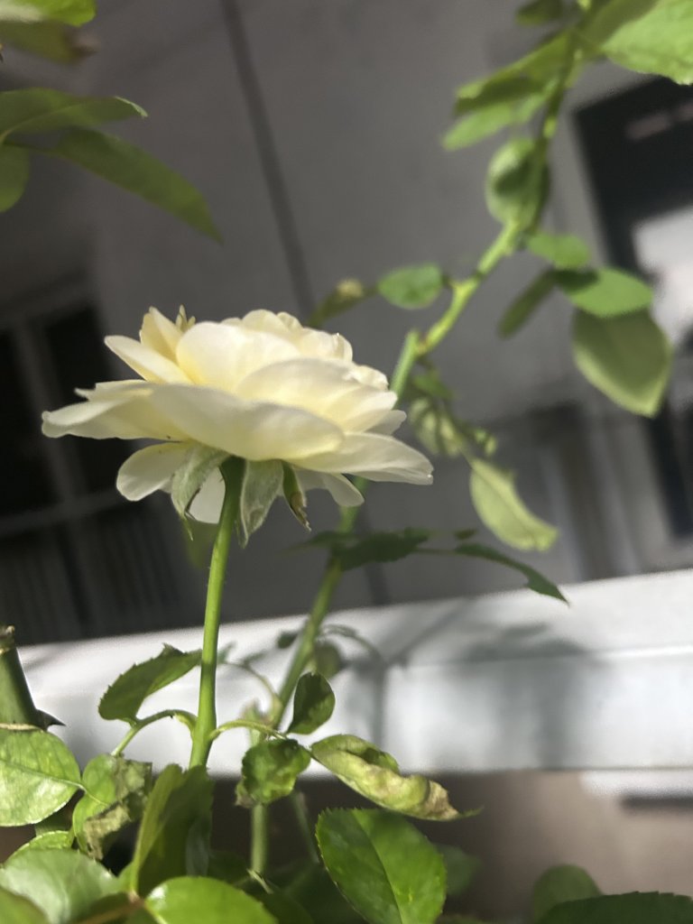 IMG_2296.jpeg