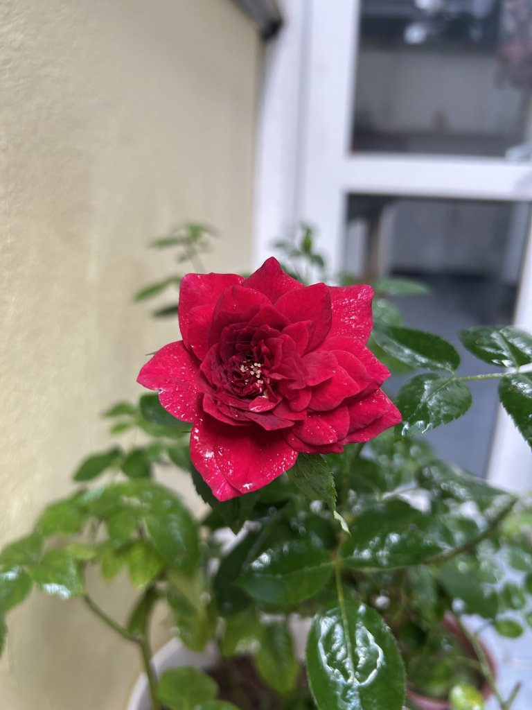 IMG_2034.jpeg