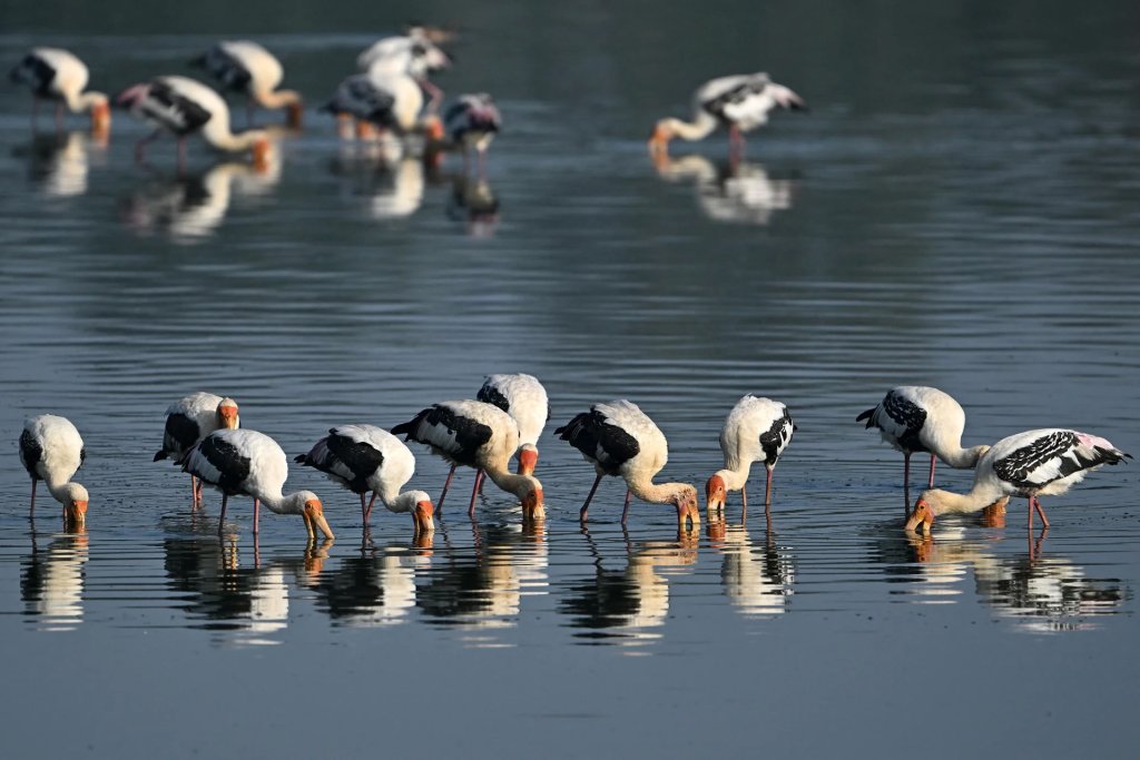 Thiên nhiên (57_130).jpg