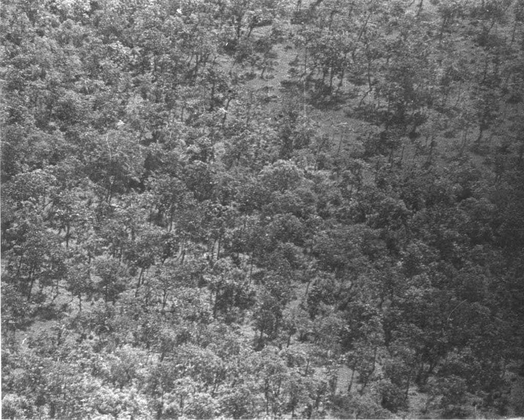 Ia Drang 1965_11_17 (15).jpg