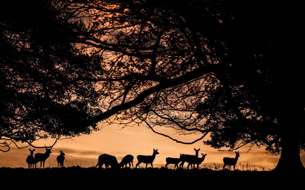 Sự kiện (4_1) Silhouette.jpg