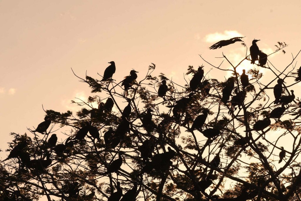 Thiên nhiên (60_36).jpg