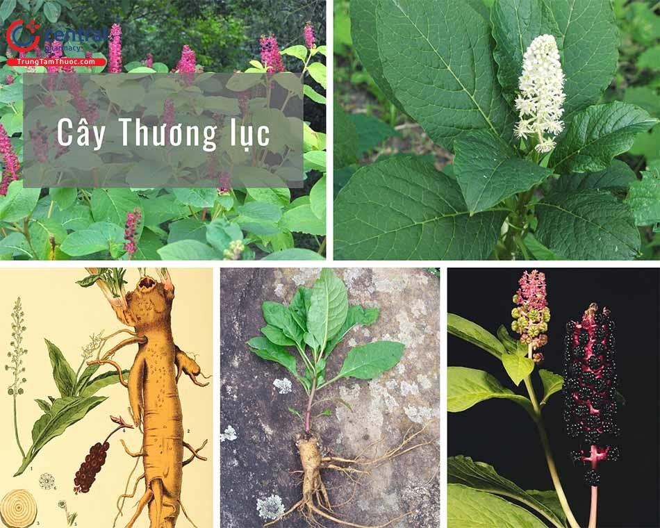 cay-thuong-luc-5.jpg