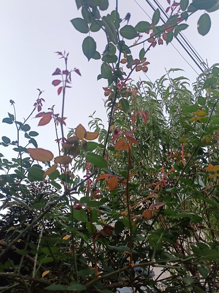 IMG_20251217_171442.jpg