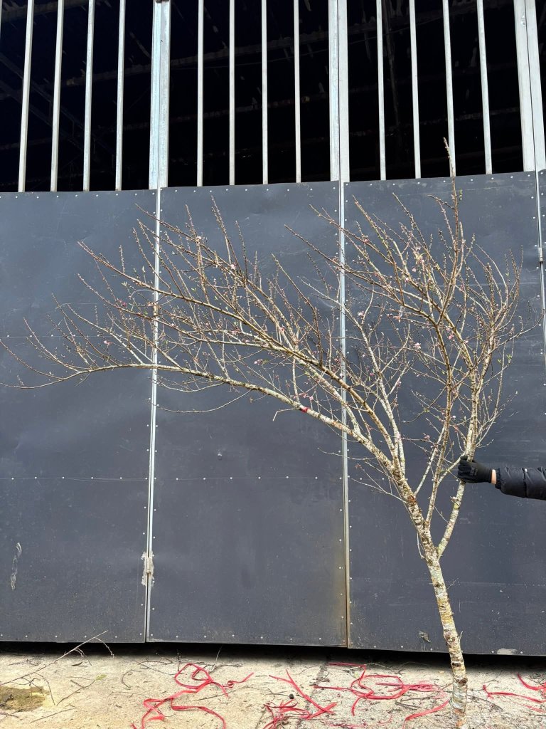 1000085442.jpg