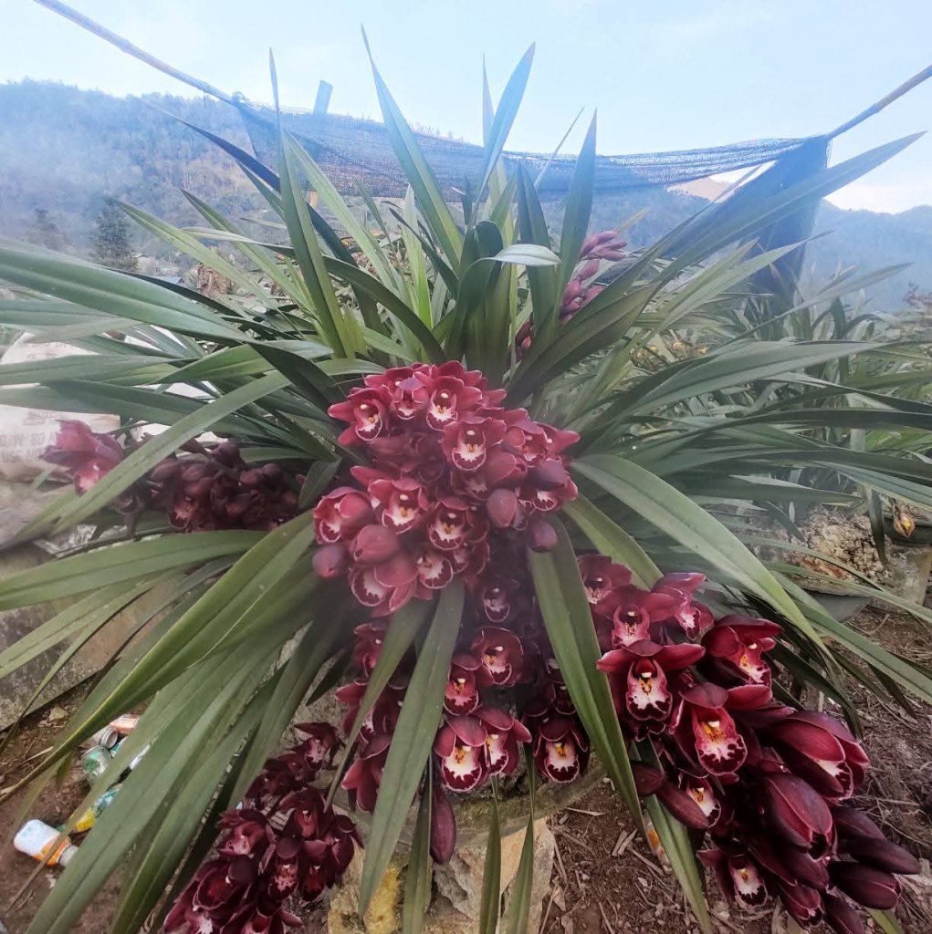 1000085595.jpg