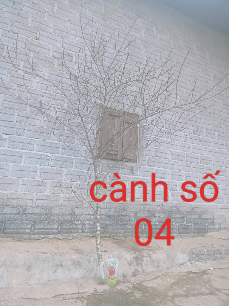 1000087639.jpg