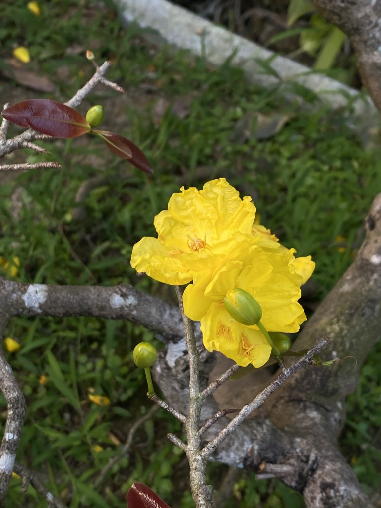 IMG_8594.jpeg