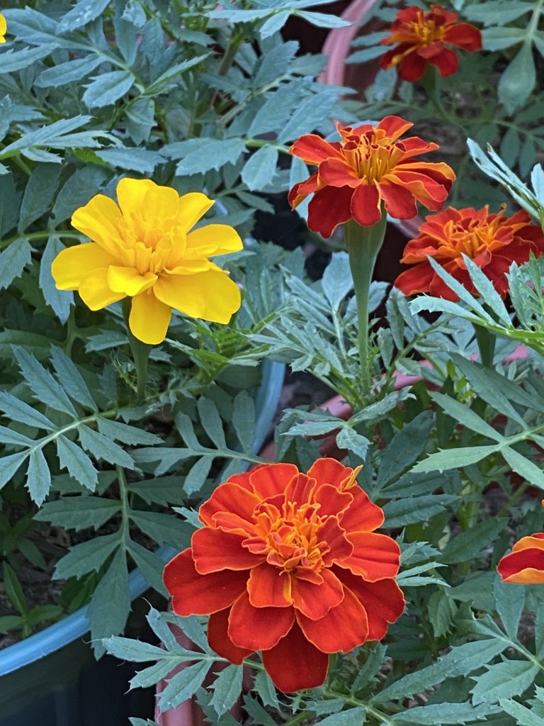 IMG_8598.jpeg