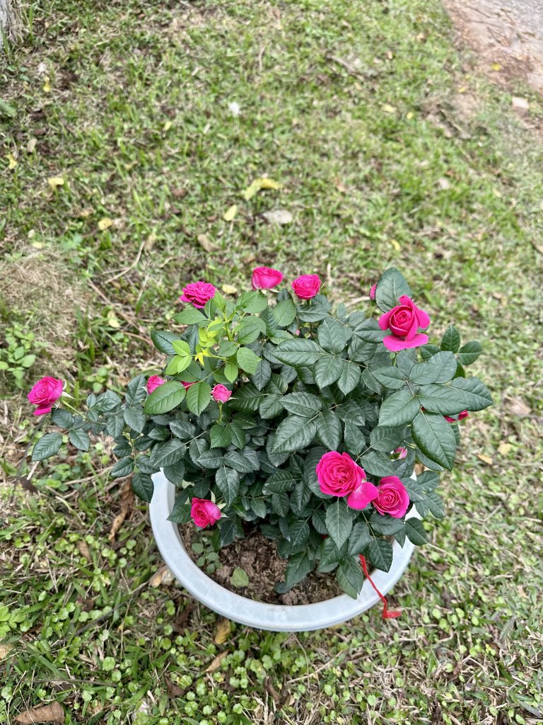 IMG_4078.jpeg