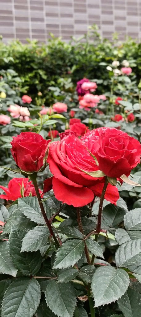 rose4.jpg