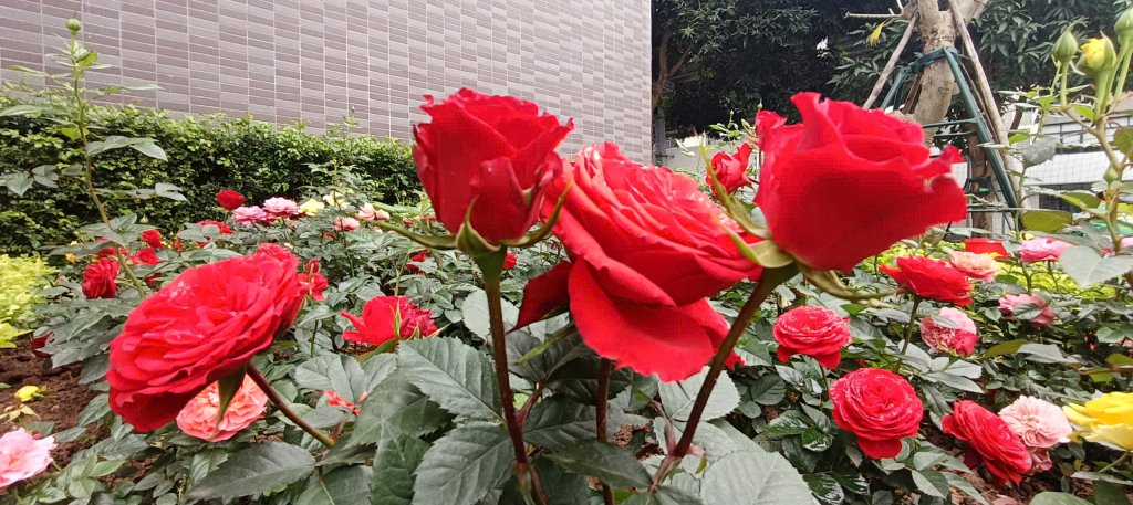 rose1.jpg