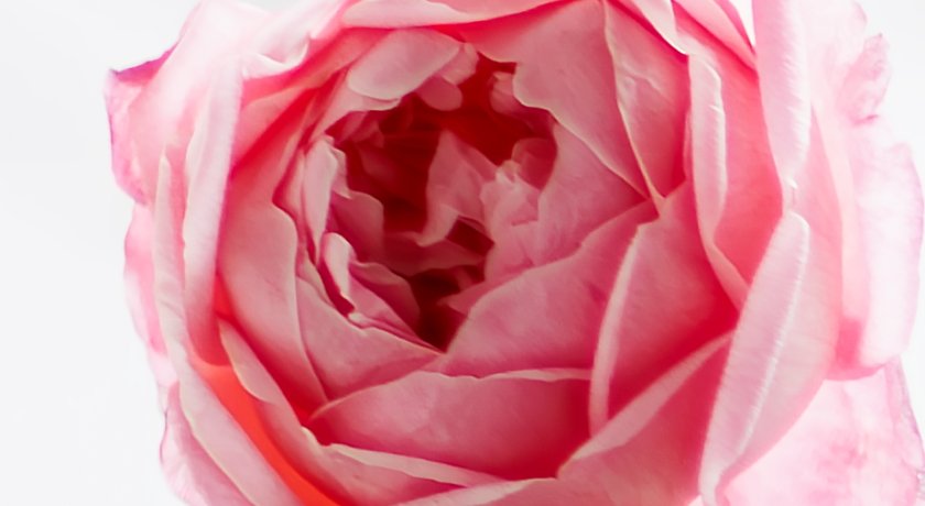 IMG_1605Crop.JPG
