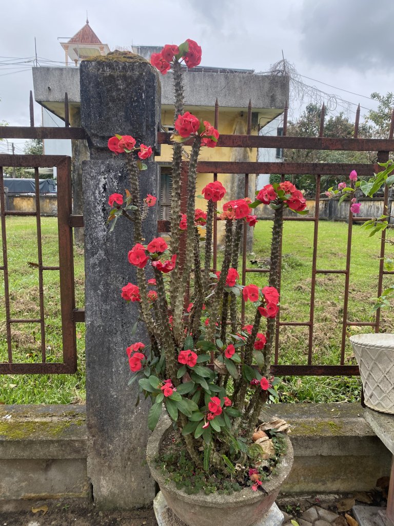 IMG_8665.jpeg