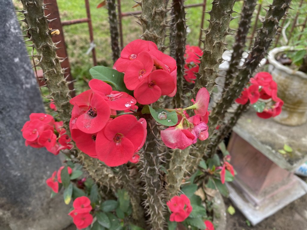 IMG_8666.jpeg