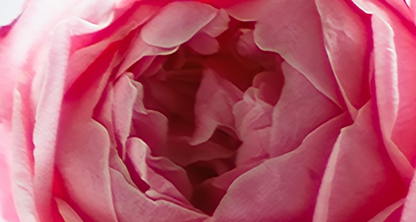 IMG_1603Crop.JPG