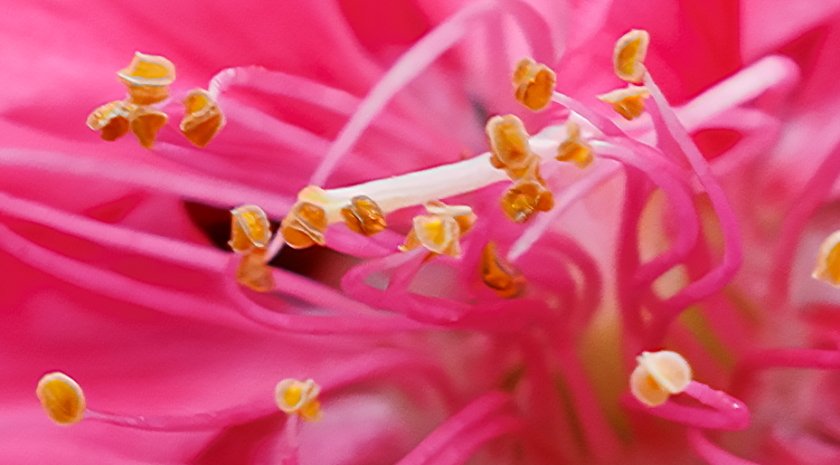 IMG_1668Crop.JPG