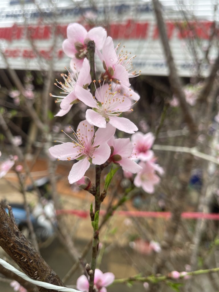 IMG_1761.jpeg