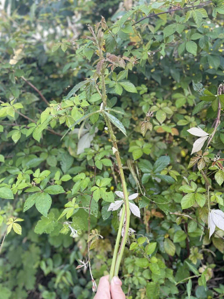 IMG_9886.jpeg