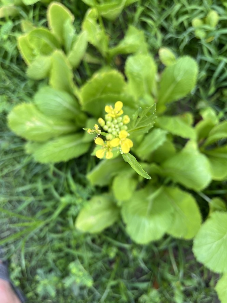 IMG_8462.jpeg