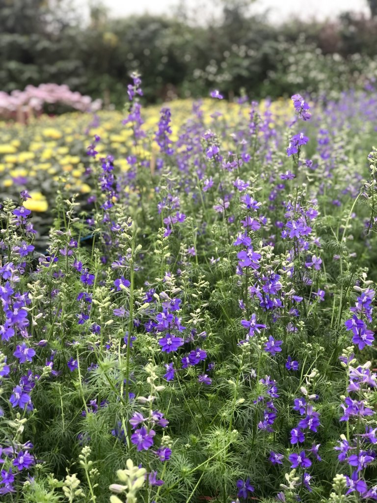 IMG_4231.jpeg