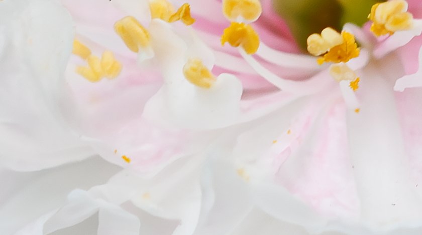 IMG_1664Crop.JPG