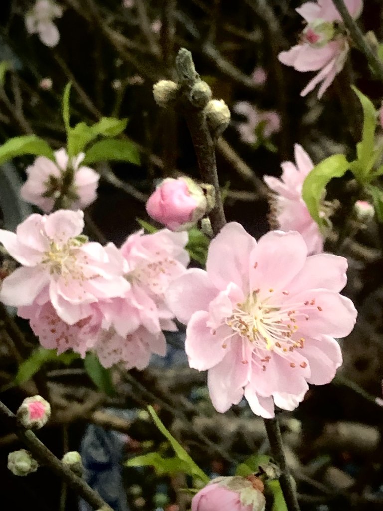 IMG_4384.jpeg