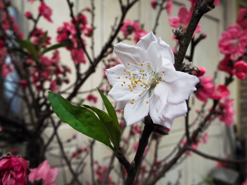 DSCF5089.JPG