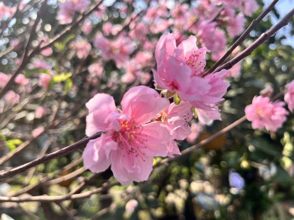 IMG_8431.jpeg