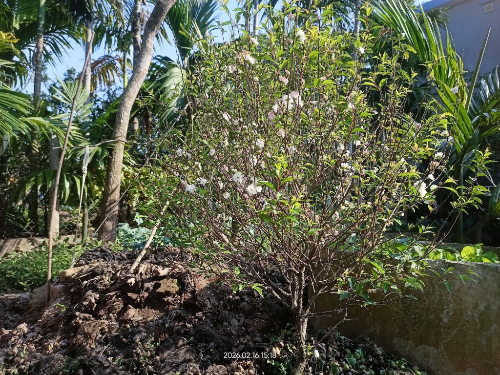 IMG20260216151843.jpg
