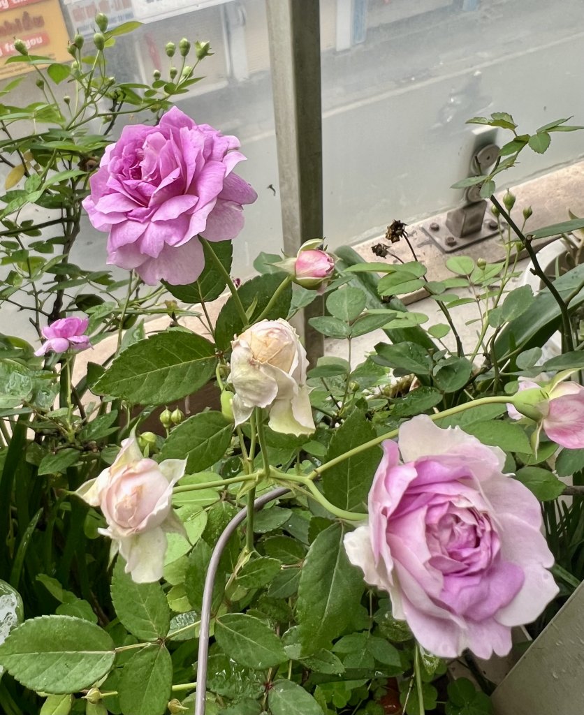 IMG_3383.jpeg