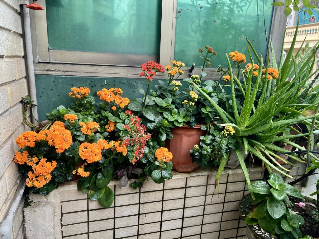 IMG_3386.jpeg