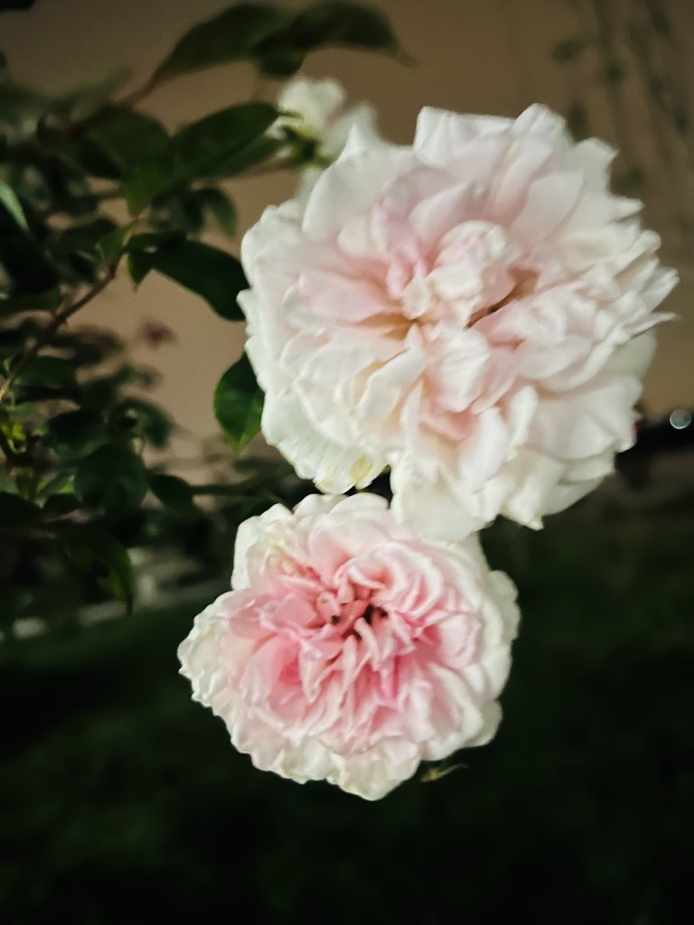 IMG_5313.jpeg