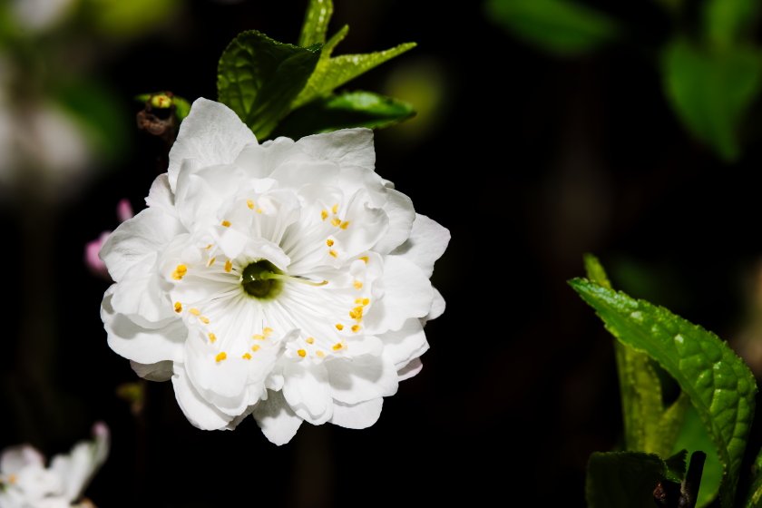 IMG_1747.JPG