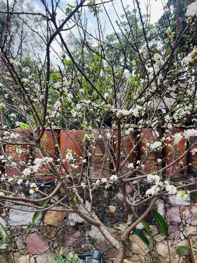 IMG_5344.jpeg