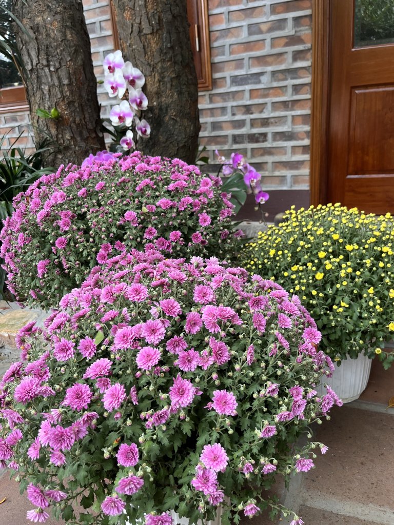 IMG_5355.jpeg