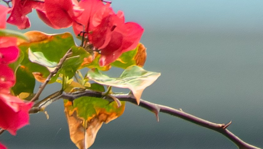 IMG_1312Crop01.JPG