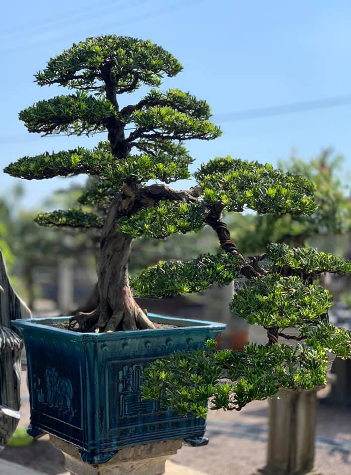 tung-kim-cuong-bonsai-mau-5.jpg