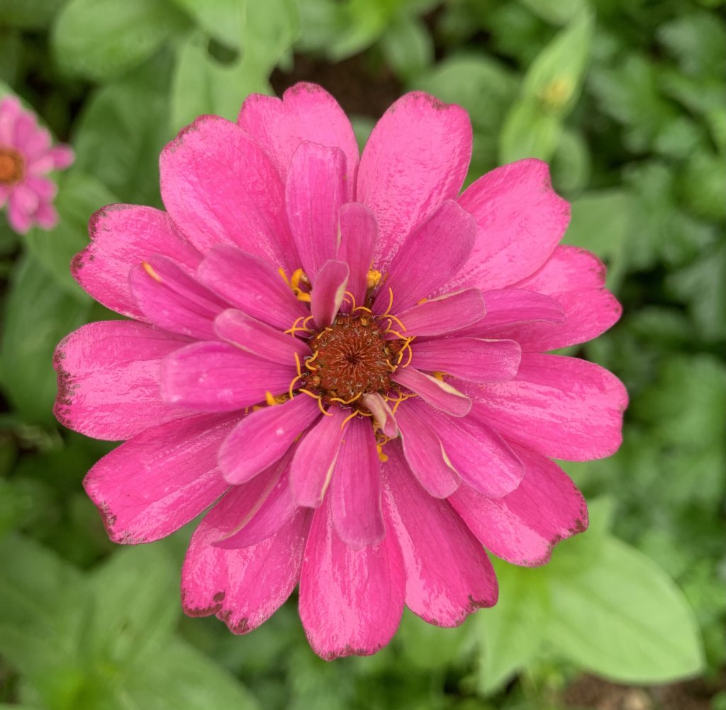 IMG_5921.jpeg