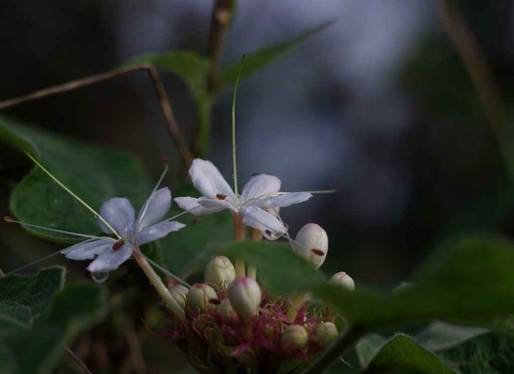 IMGP3497.JPG