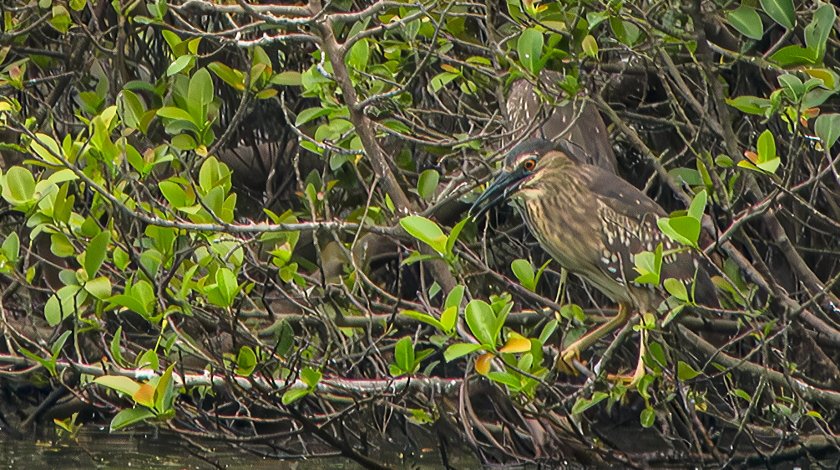 IMG_1361Crop.JPG