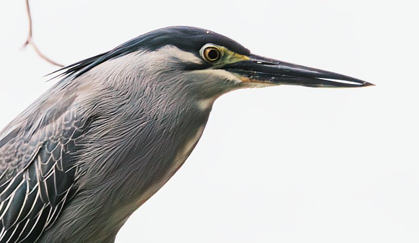 IMG_1402Crop.JPG