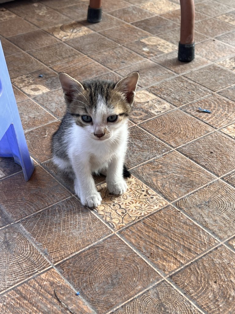 IMG_0742.jpeg