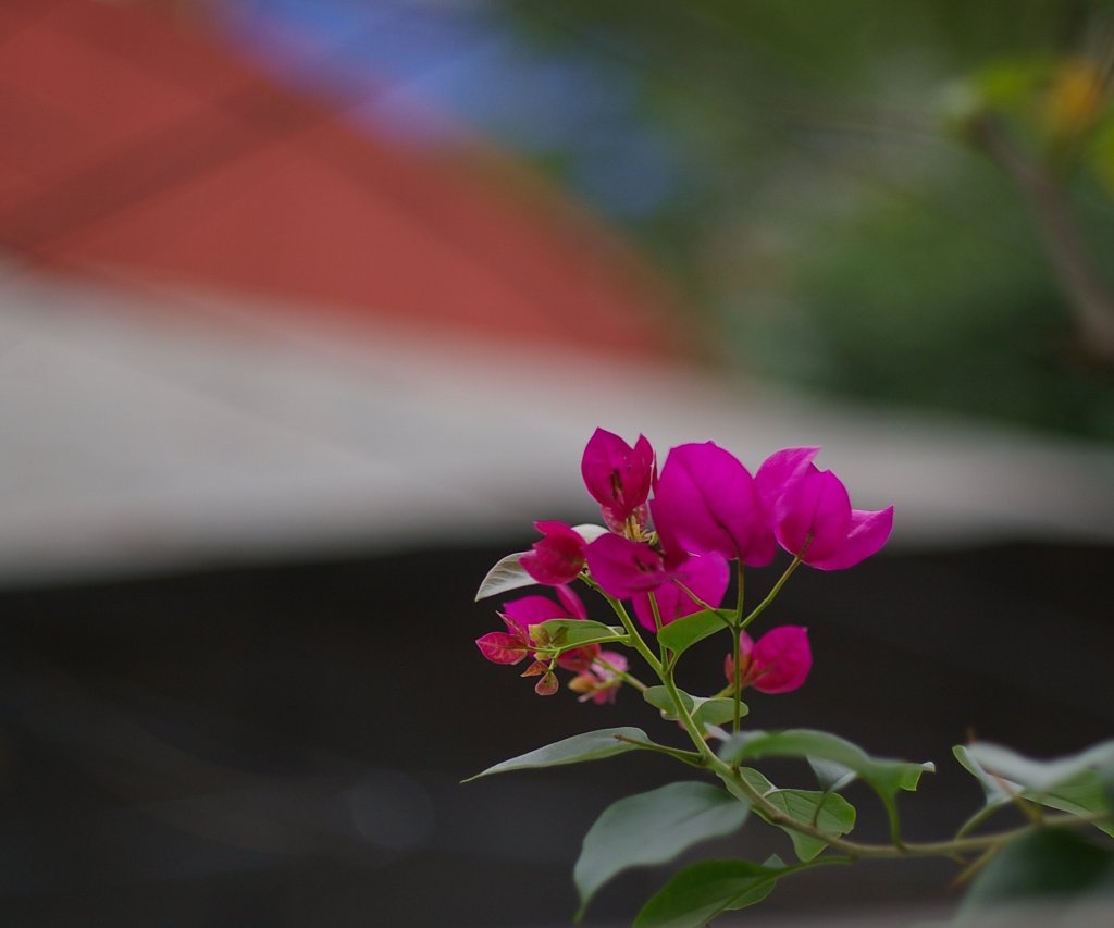 IMGP9889-1.JPG