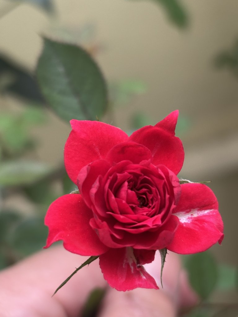 IMG_5083.jpeg