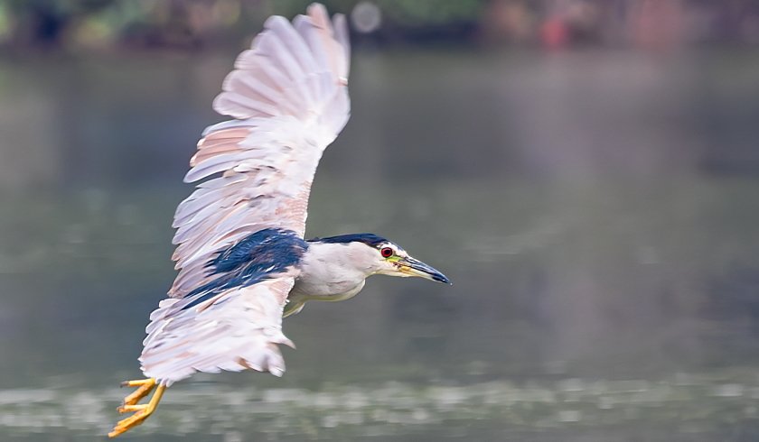 IMG_0512Crop.JPG