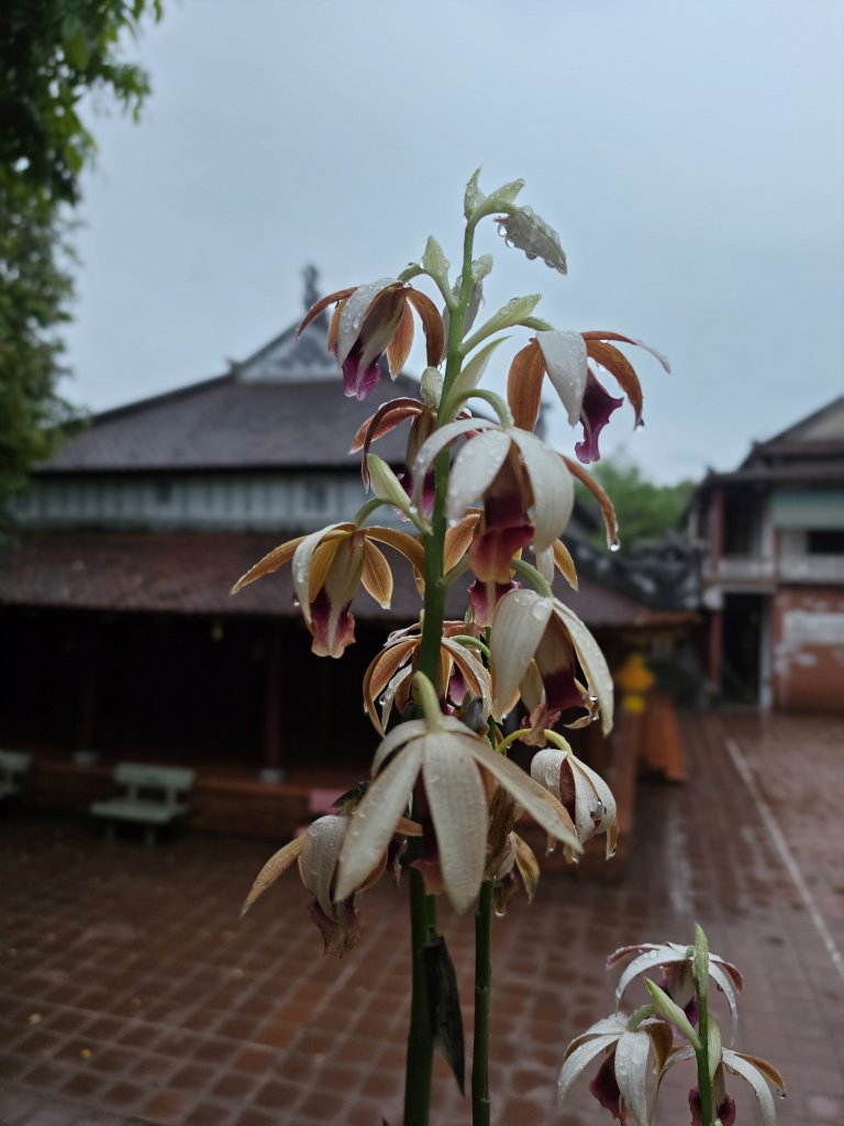 27070.jpg