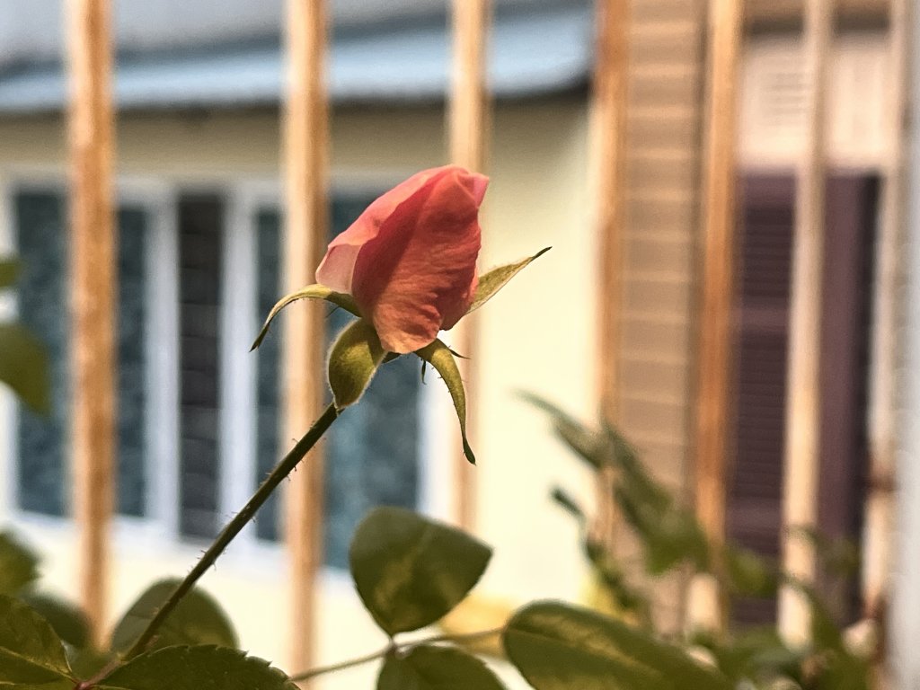 IMG_9657.jpeg