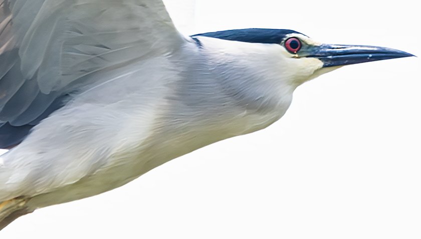 IMG_2354Crop.JPG