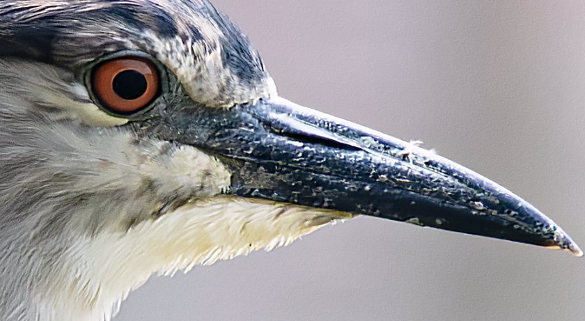 IMG_2335Crop.JPG